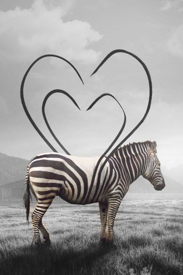 Zebra mit Herzbotschaft in der Savanne B&W Detail, Glasbild Angebot – Bild 5