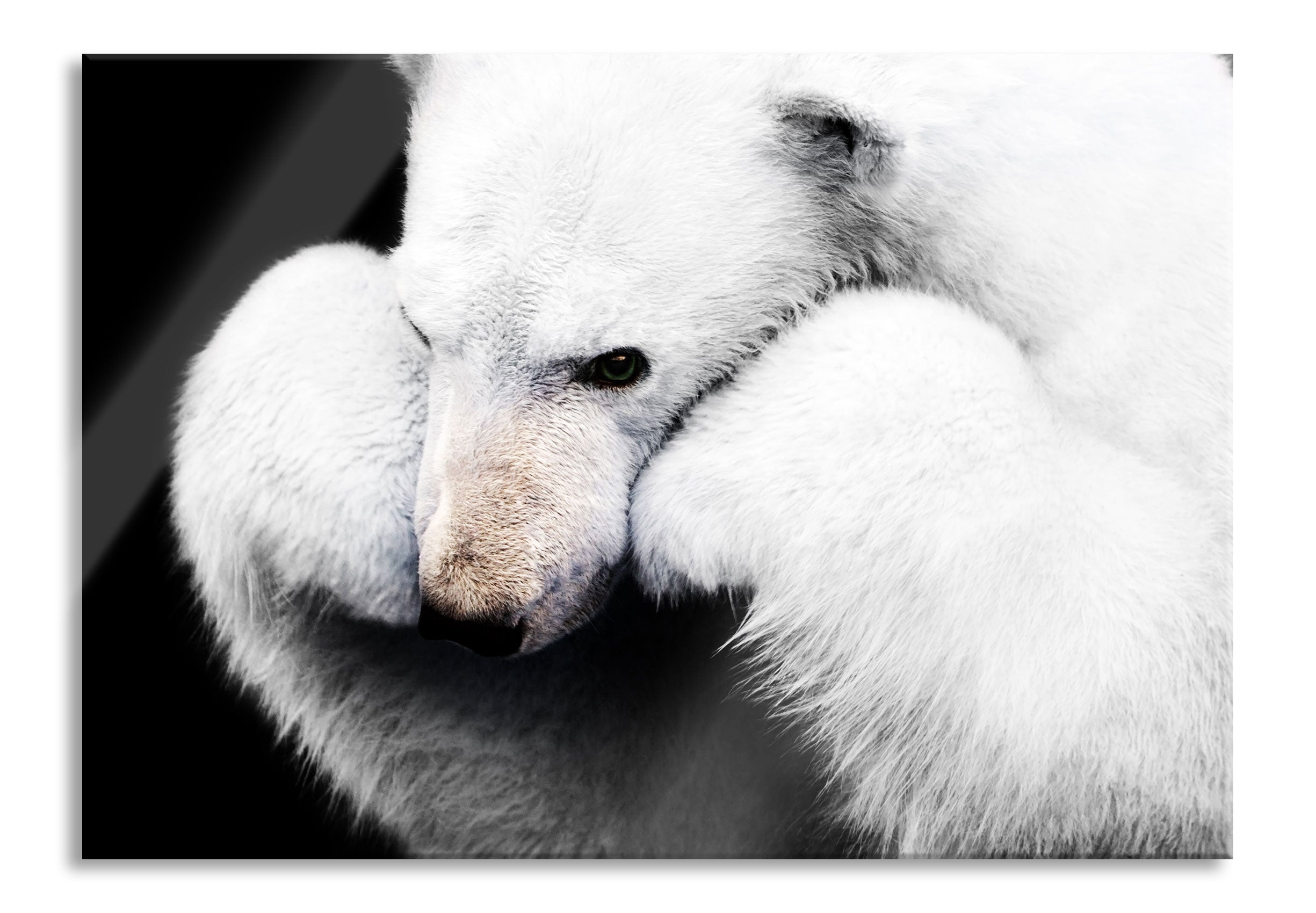 Grübelnder Eisbär stützt sich auf Pfoten B&W Detail, Glasbild Online