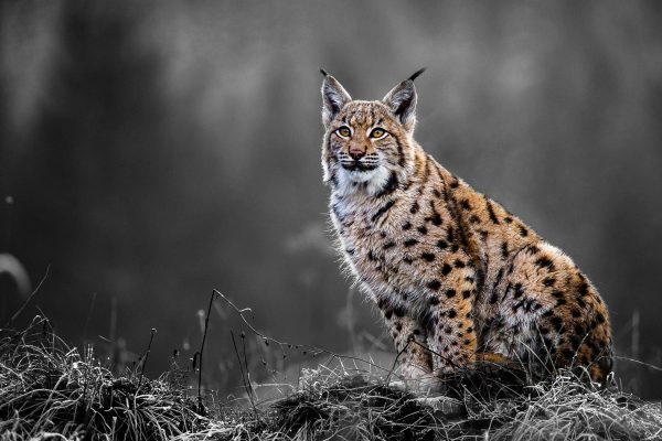 Europäischer Luchs auf Wiese B&W Detail, Glasbild Angebot – Bild 5
