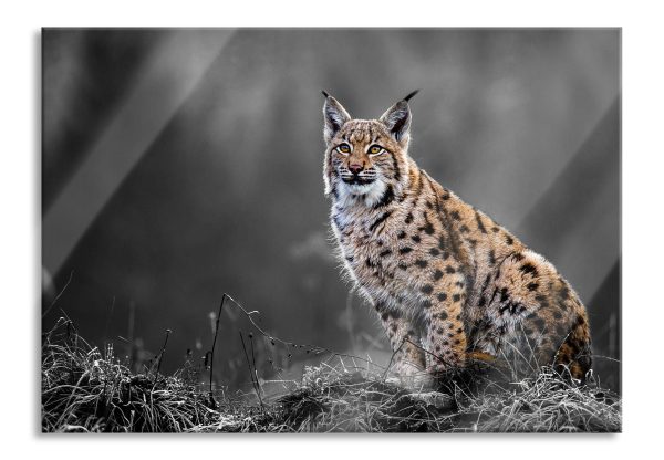 Europäischer Luchs auf Wiese B&W Detail, Glasbild Angebot