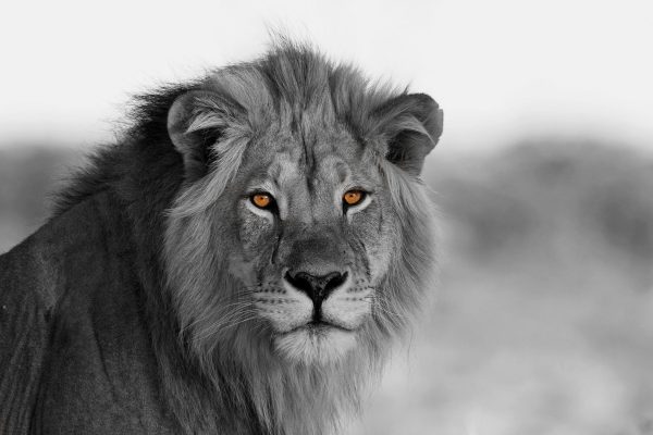 Poträt eines Löwen in der Savanne B&W Detail, Glasbild Online – Bild 5