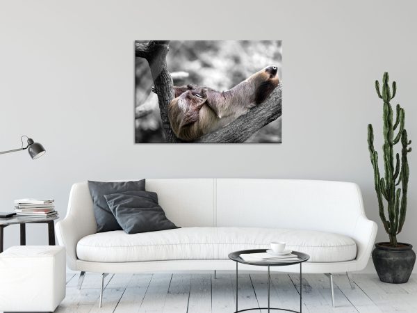 Schlafendes Faultier in Astgabel B&W Detail, Glasbild Angebot – Bild 2