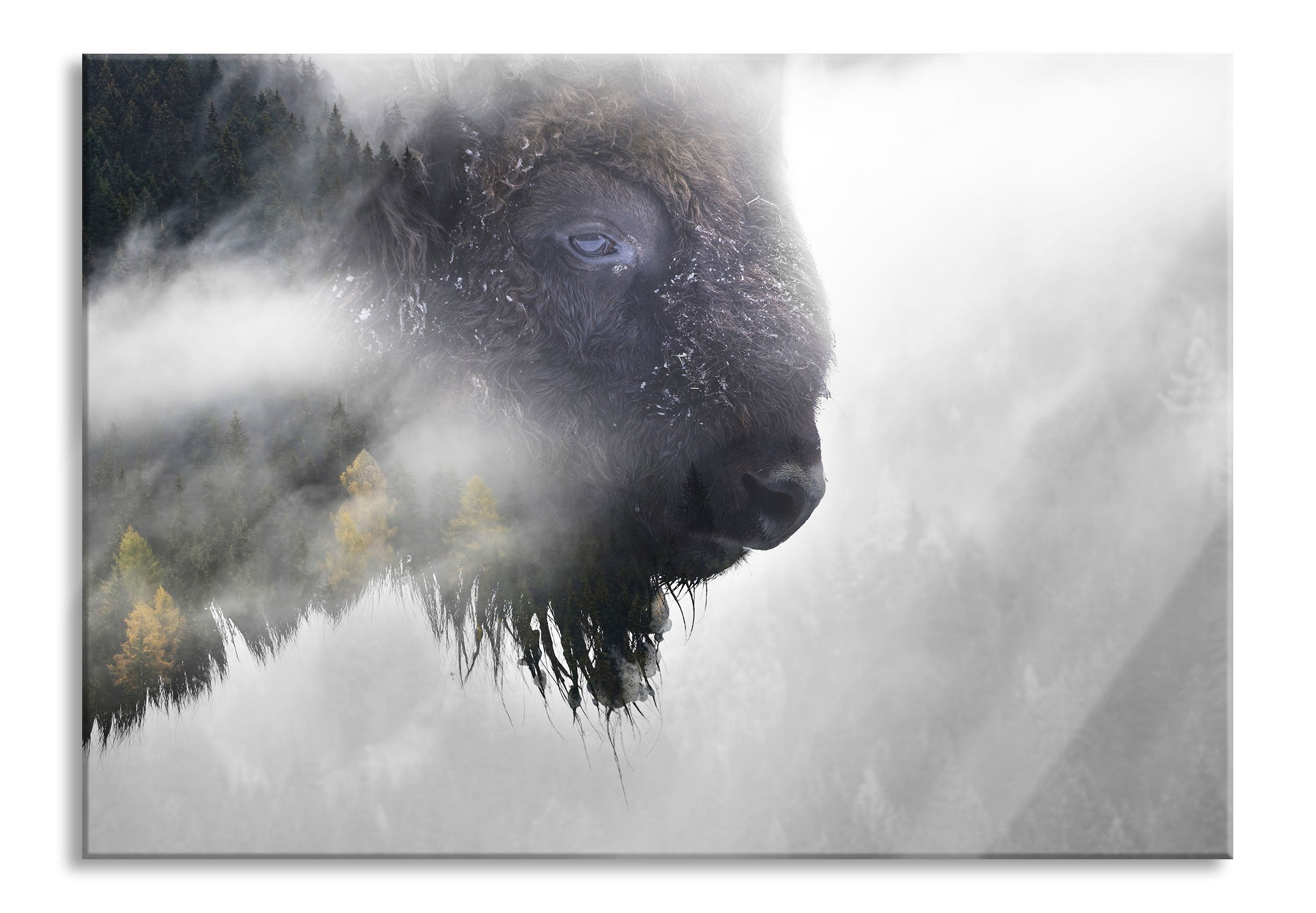 Wildes Bison in nebeligem Wald B&W Detail, Glasbild Zu verkaufen