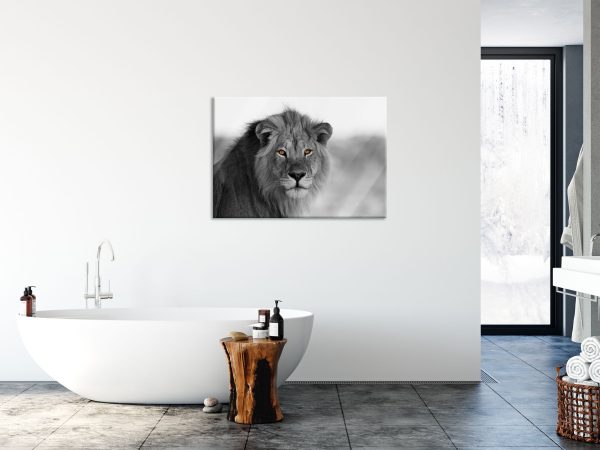 Poträt eines Löwen in der Savanne B&W Detail, Glasbild Online – Bild 4