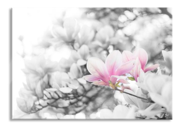 Nahaufnahme blühender Magnolienbaum B&W Detail, Glasbild Zu verkaufen
