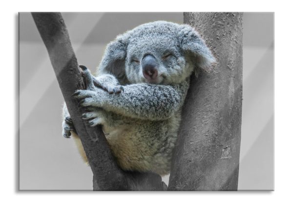 Schlafender Koala im Baum B&W Detail, Glasbild Online-Schn?ppchen