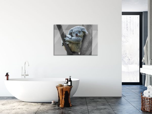 Schlafender Koala im Baum B&W Detail, Glasbild Online-Schn?ppchen – Bild 4