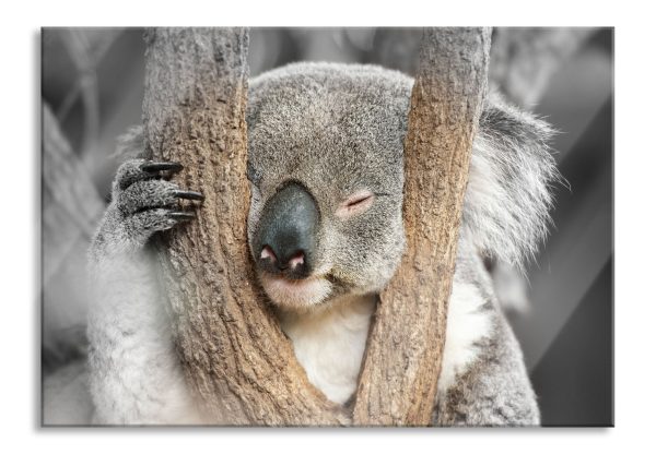 Koala schläft mit Kopf in Astgabel B&W Detail, Glasbild Angebot