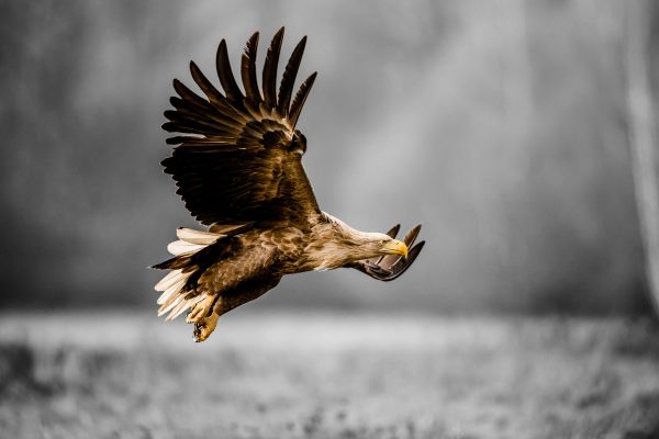 Nahaufnahme Adler bei der Jagd B&W Detail, Glasbild Schn?ppchen – Bild 5