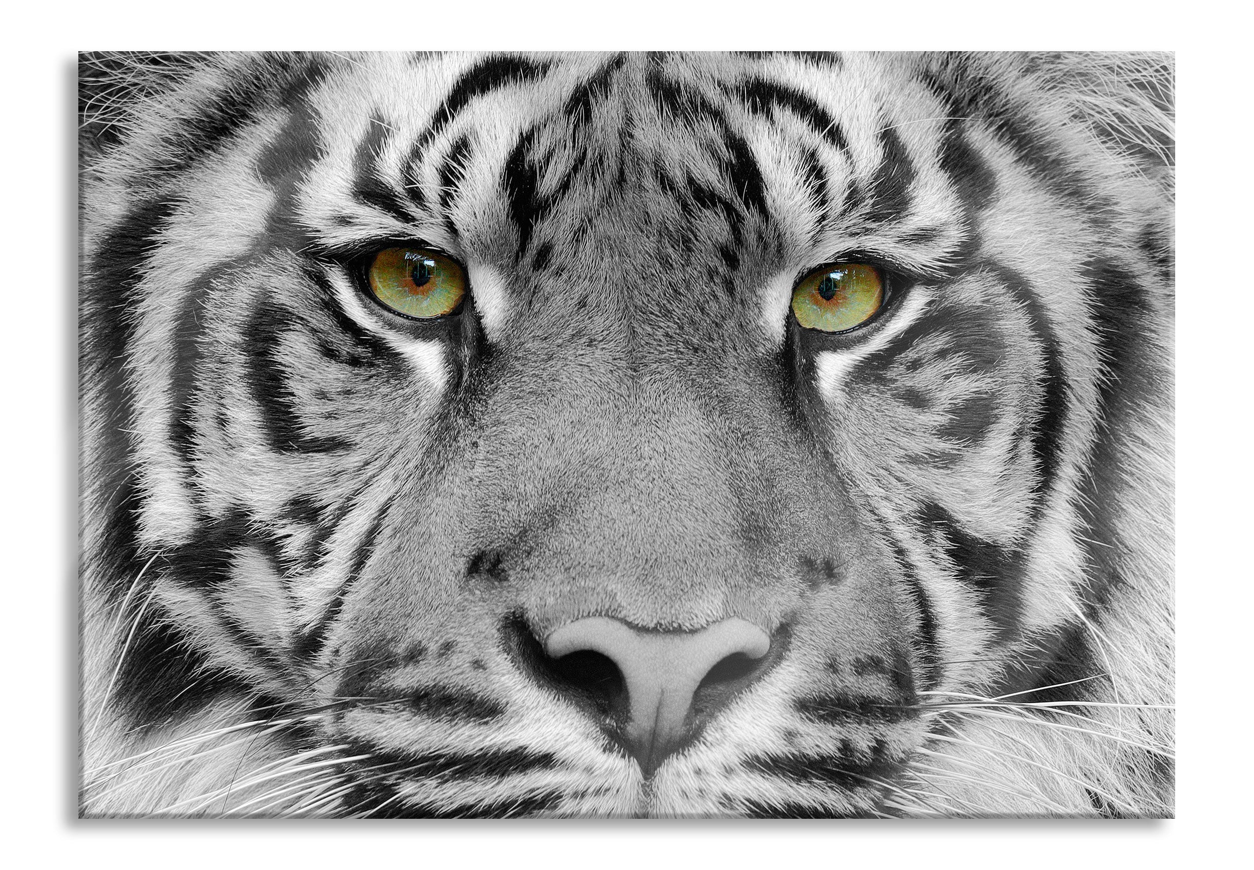 Nahaufnahme Sumatra Tiger B&W Detail, Glasbild Online