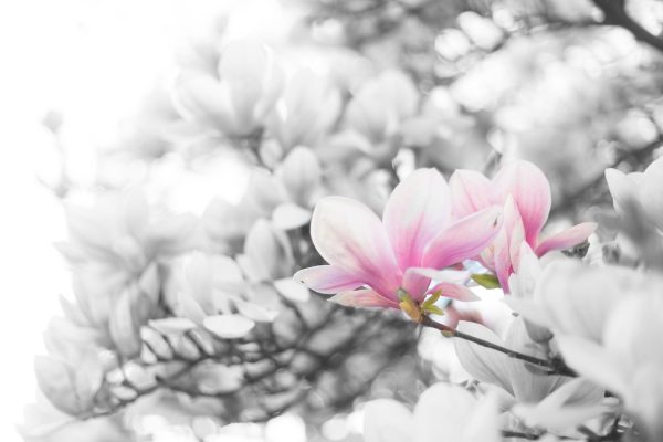 Nahaufnahme blühender Magnolienbaum B&W Detail, Glasbild Zu verkaufen – Bild 5