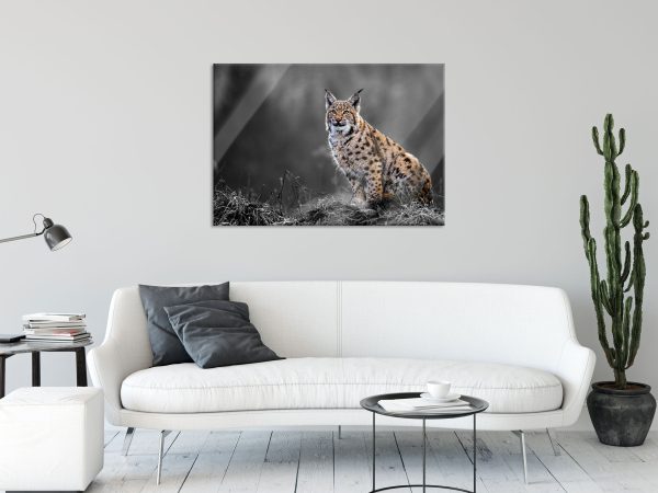 Europäischer Luchs auf Wiese B&W Detail, Glasbild Angebot – Bild 2