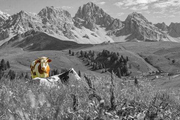 Alpenszene mit Kühen auf grüner Wiese B&W Detail, Glasbild Rabatt – Bild 5