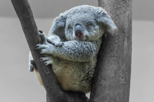 Schlafender Koala im Baum B&W Detail, Glasbild Online-Schn?ppchen – Bild 5
