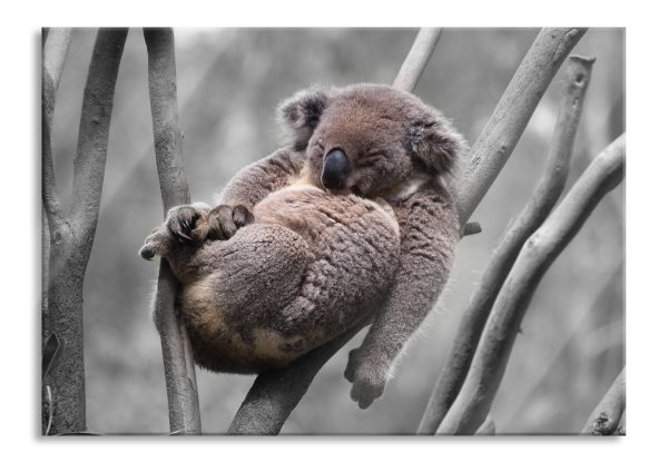 Schlafender Koala in Astgabelung B&W Detail, Glasbild Angebot