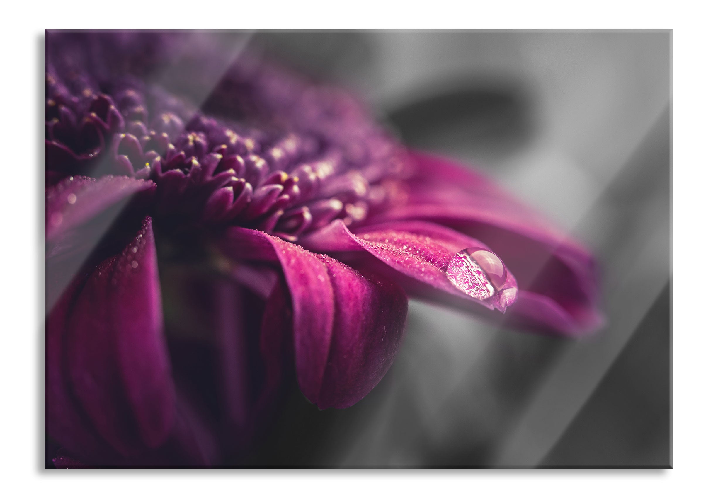 Nahaufnahme Tropfen auf lila Blume B&W Detail, Glasbild Schn?ppchen