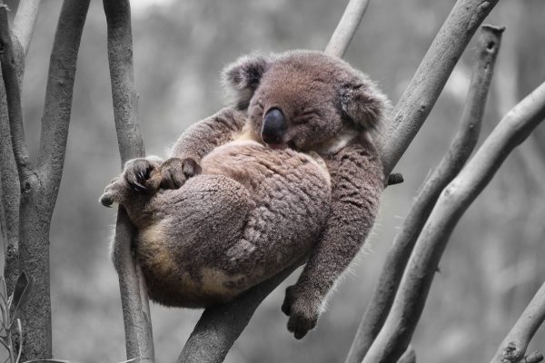Schlafender Koala in Astgabelung B&W Detail, Glasbild Angebot – Bild 5