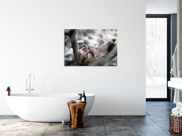 Schlafendes Faultier in Astgabel B&W Detail, Glasbild Angebot – Bild 4