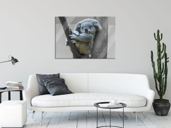 Schlafender Koala im Baum B&W Detail, Glasbild Online-Schn?ppchen – Bild 2