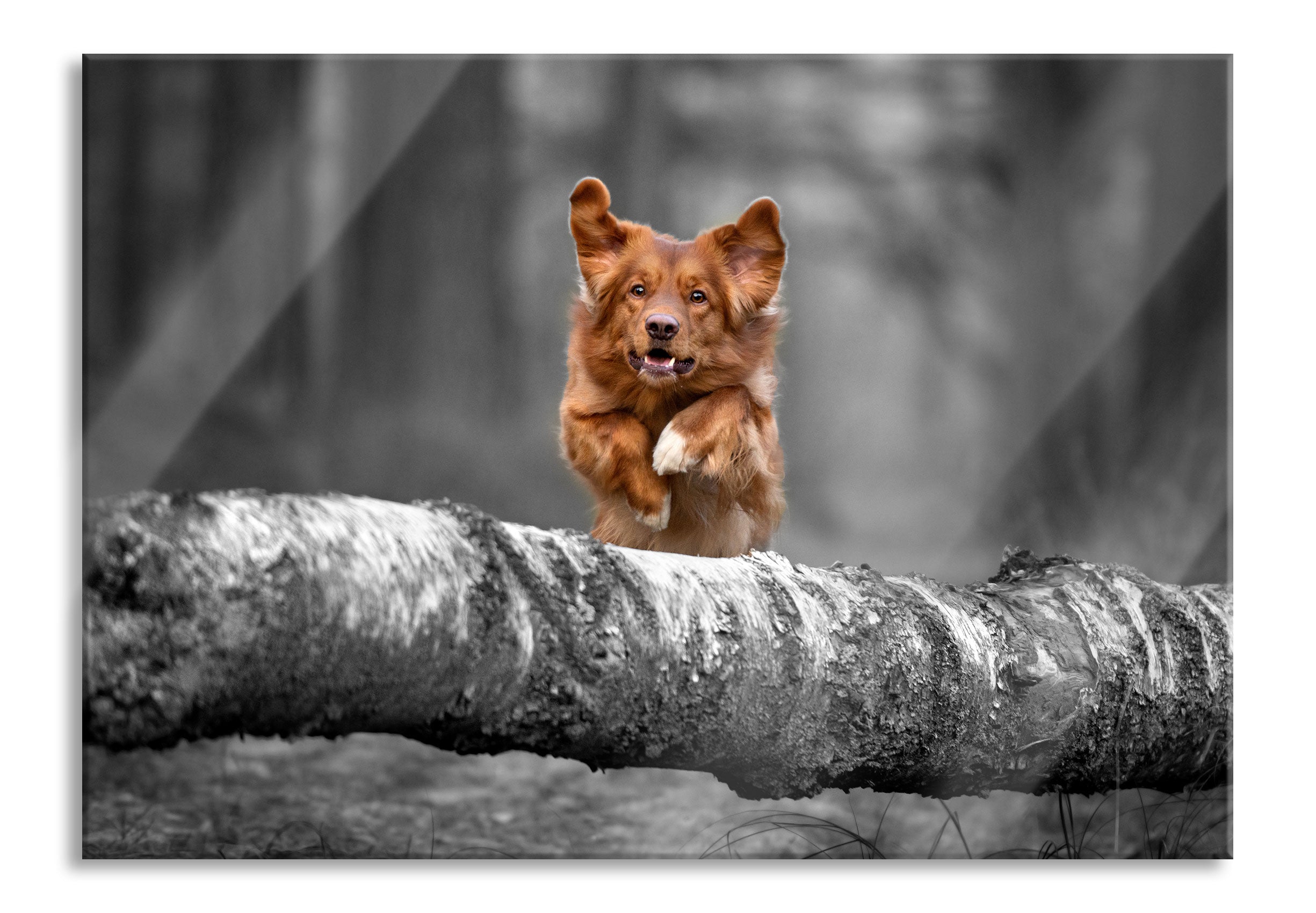 Hund springt über Baumstamm im Wald B&W Detail, Glasbild Angebot