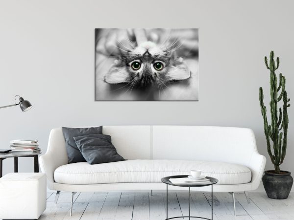 Nahaufnahme Kätzchen auf dem Rücken B&W Detail, Glasbild Zu verkaufen – Bild 2