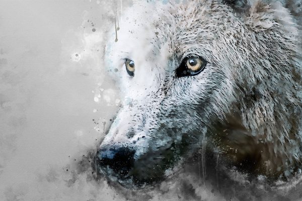Dreckiger Wolf Nahaufnahme B&W Detail, Glasbild Rabatt – Bild 5