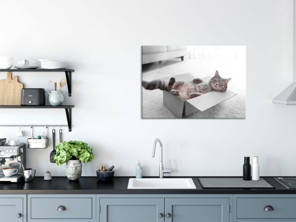 Müde Katze schläft im Karton B&W Detail, Glasbild Rabatt – Bild 3
