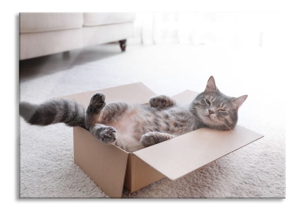 Müde Katze schläft im Karton, Glasbild Im Angebot