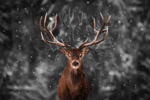Machtvoller Hirsch im Winterwald B&W Detail, Glasbild Jetzt online – Bild 5