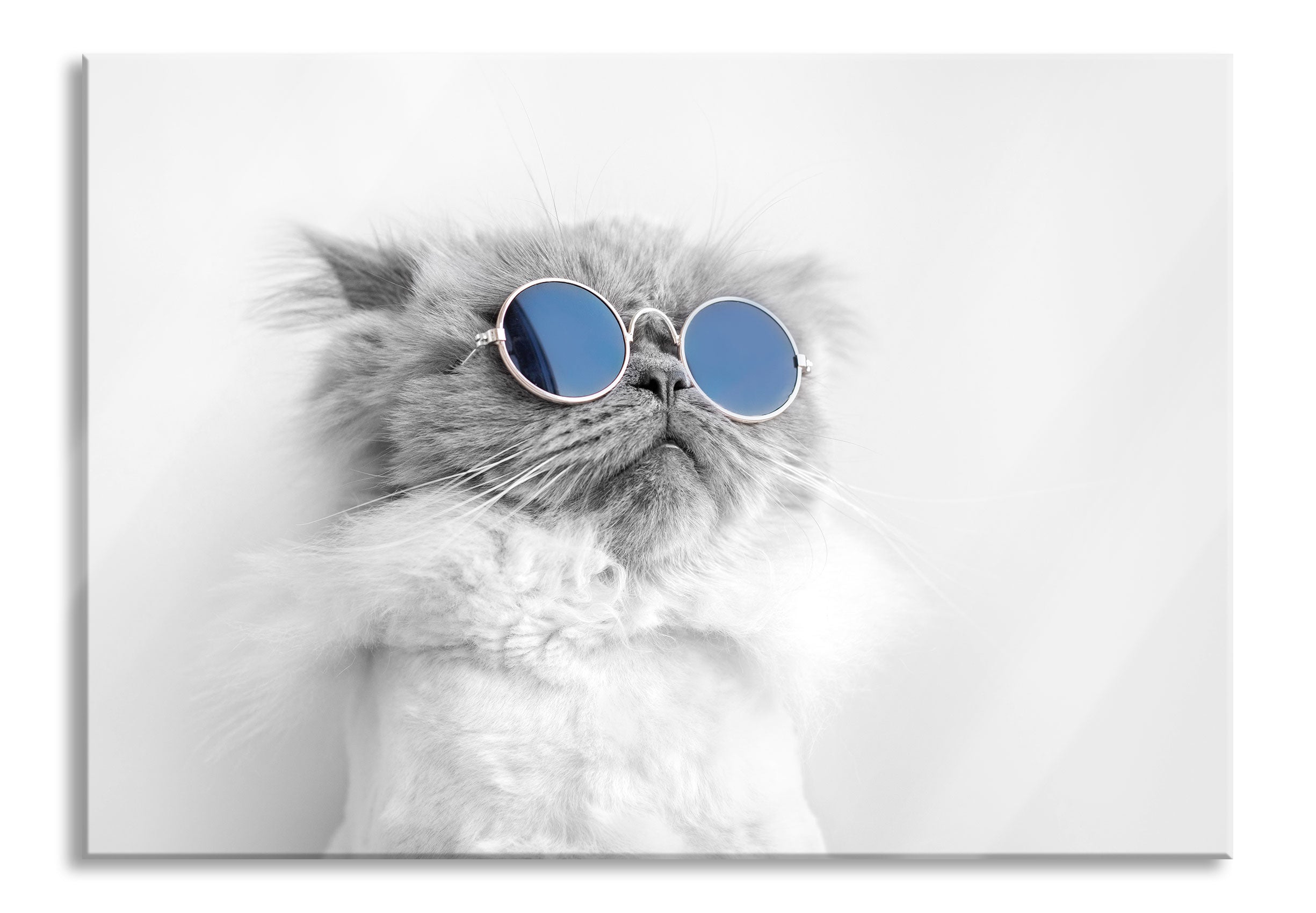 Coole Katze mit runder Sonnenbrille B&W Detail, Glasbild Jetzt online