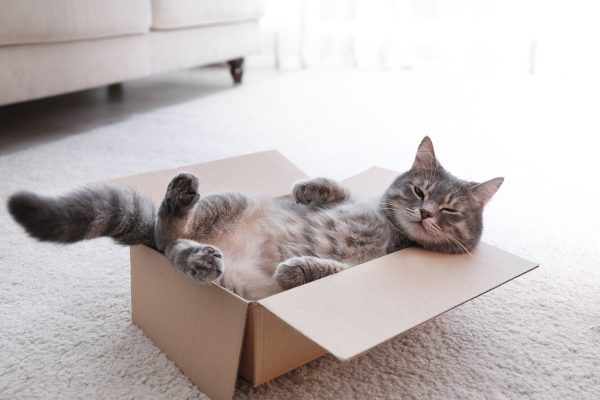Müde Katze schläft im Karton, Glasbild Im Angebot – Bild 5