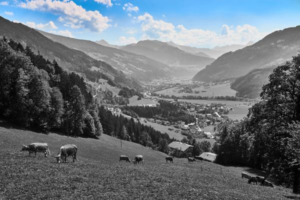 Kuhherde auf Zillertaler Almwiese B&W Detail, Glasbild Im Angebot – Bild 5
