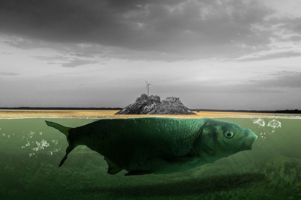 Abstrakter Fisch mit Felsrücken B&W Detail, Glasbild Mode – Bild 5