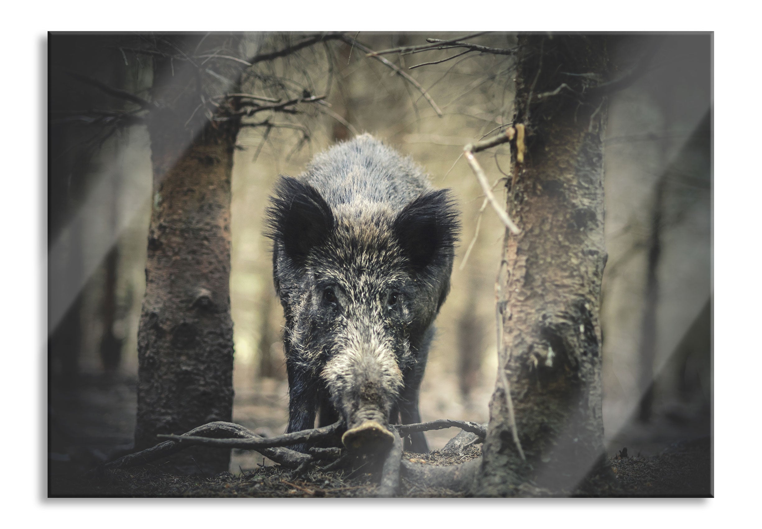 Nahaufnahme Wildschwein im Wald, Glasbild Zu verkaufen
