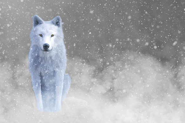 Majestätischer weißer Wolf im Schnee B&W Detail, Glasbild Im Angebot – Bild 5